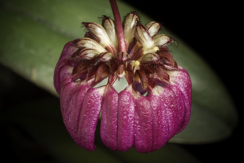 Bulbophyllum corolliferum