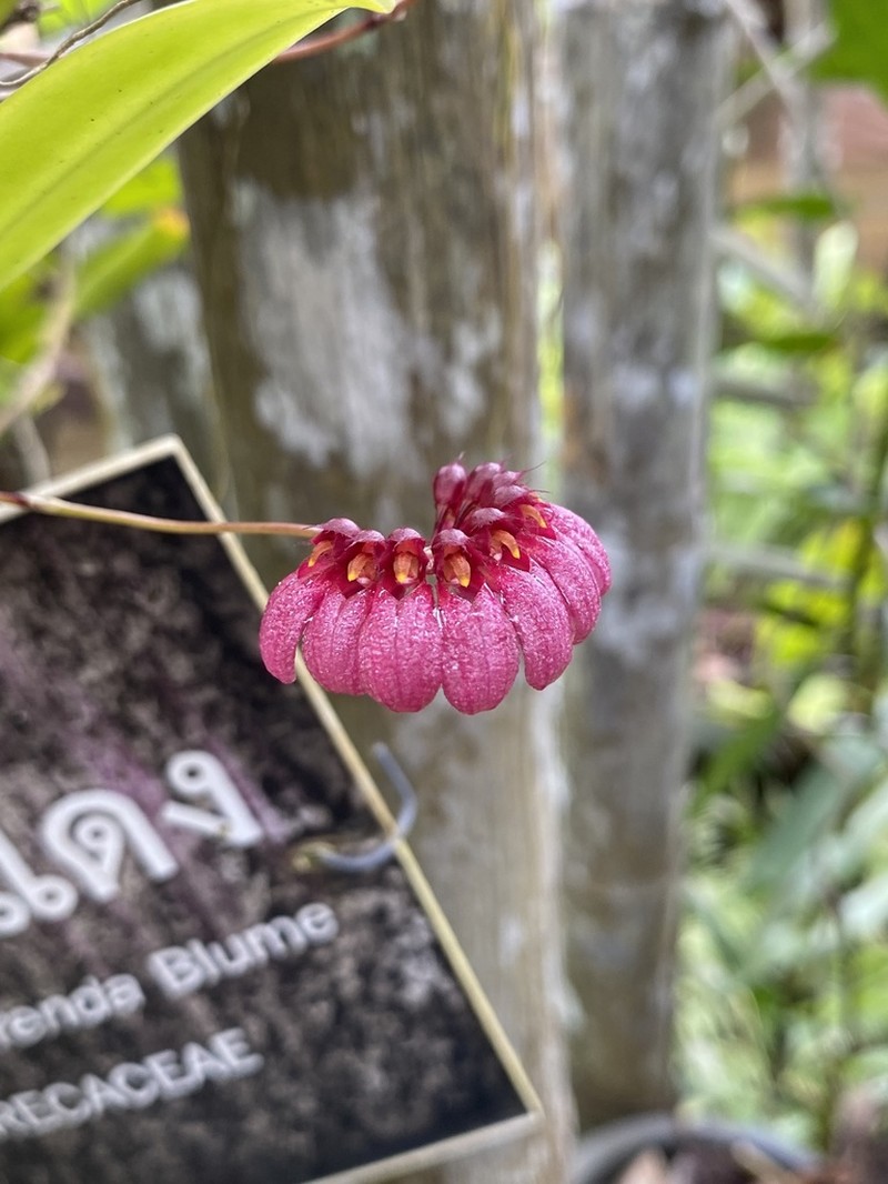 Bulbophyllum corolliferum photo 2