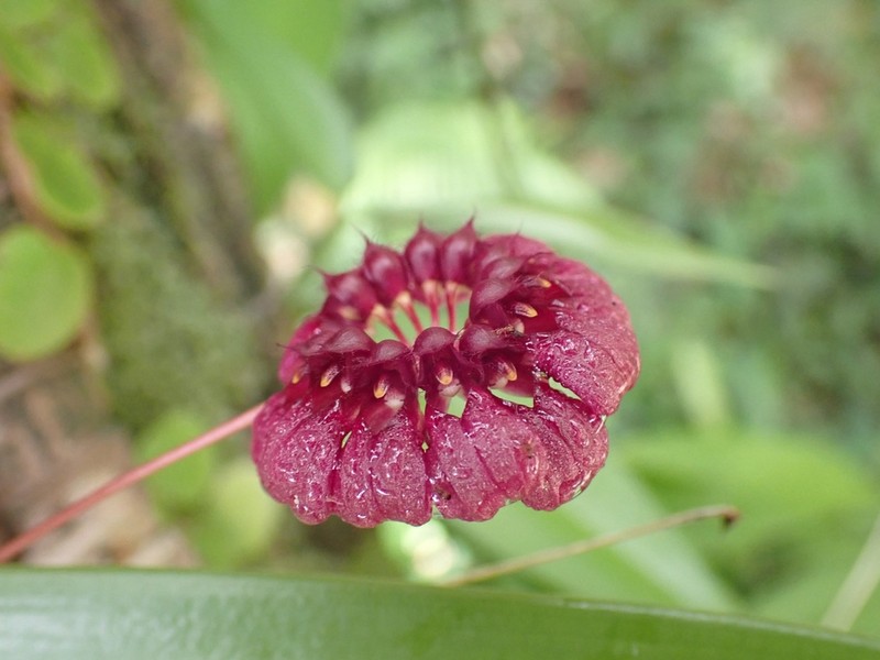 Bulbophyllum corolliferum photo 3