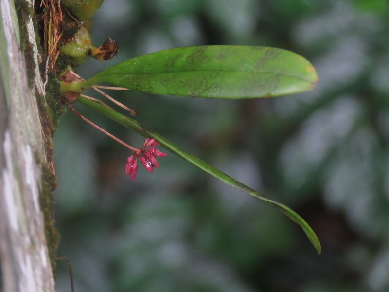 Bulbophyllum corolliferum photo 4