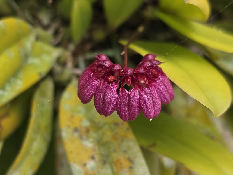 Bulbophyllum corolliferum photo 5