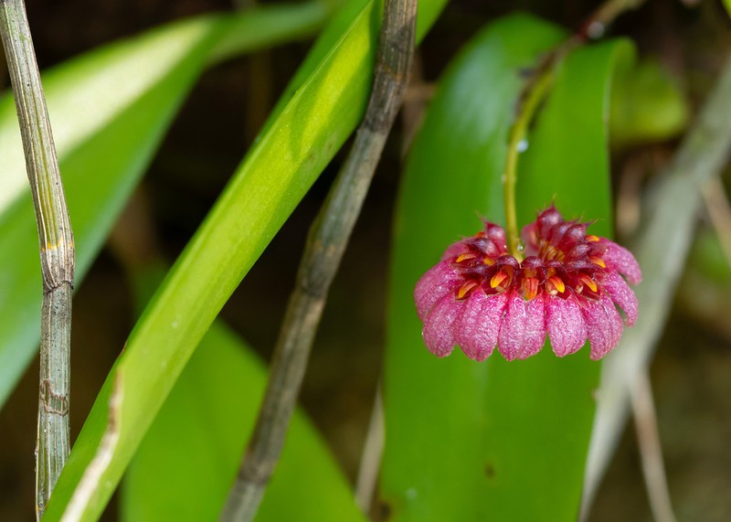 Bulbophyllum corolliferum photo 7