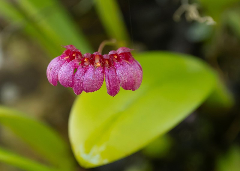 Bulbophyllum corolliferum photo 8