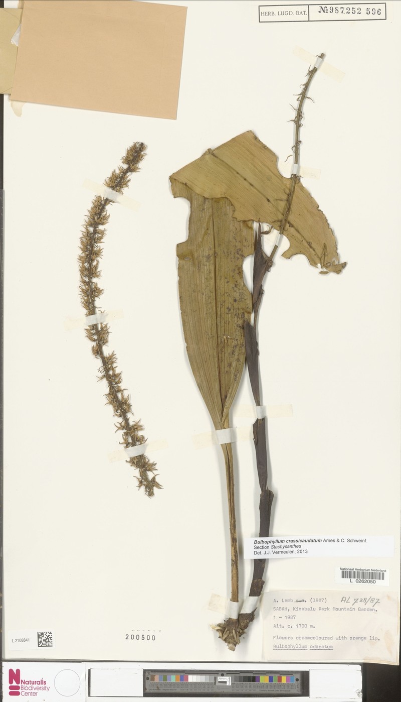 Bulbophyllum crassicaudatum