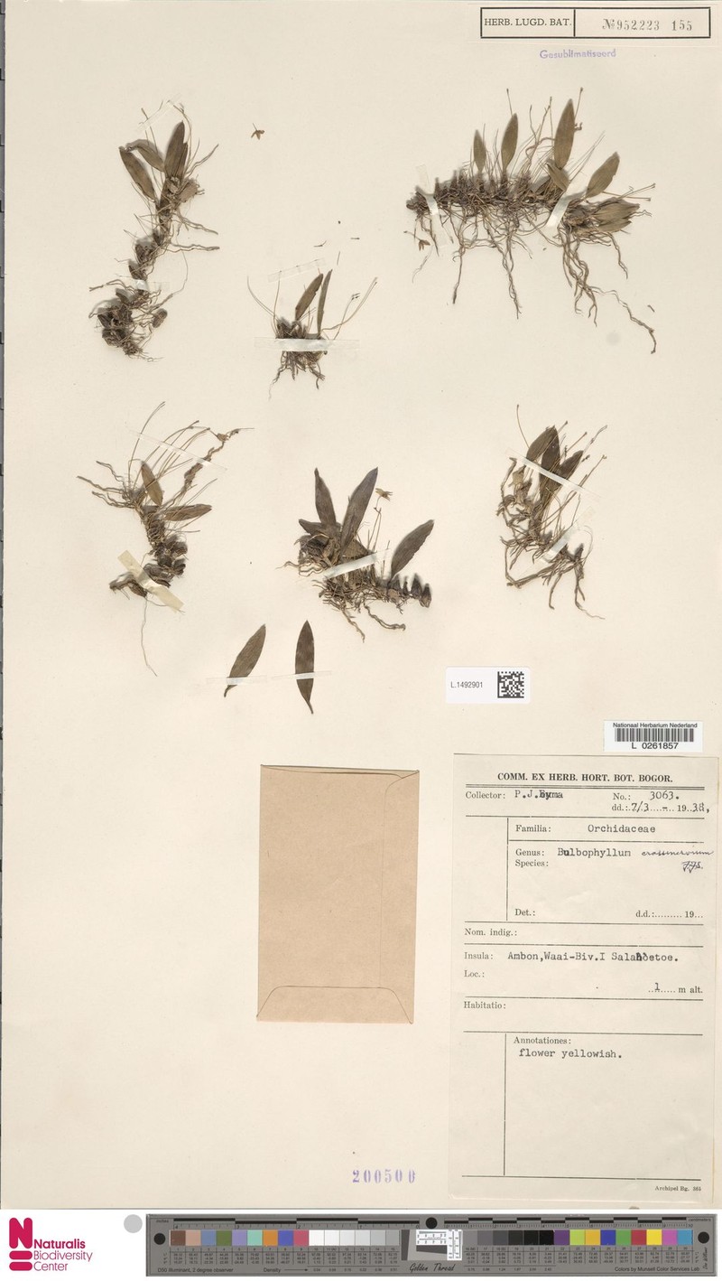 Bulbophyllum crassinervium photo 2