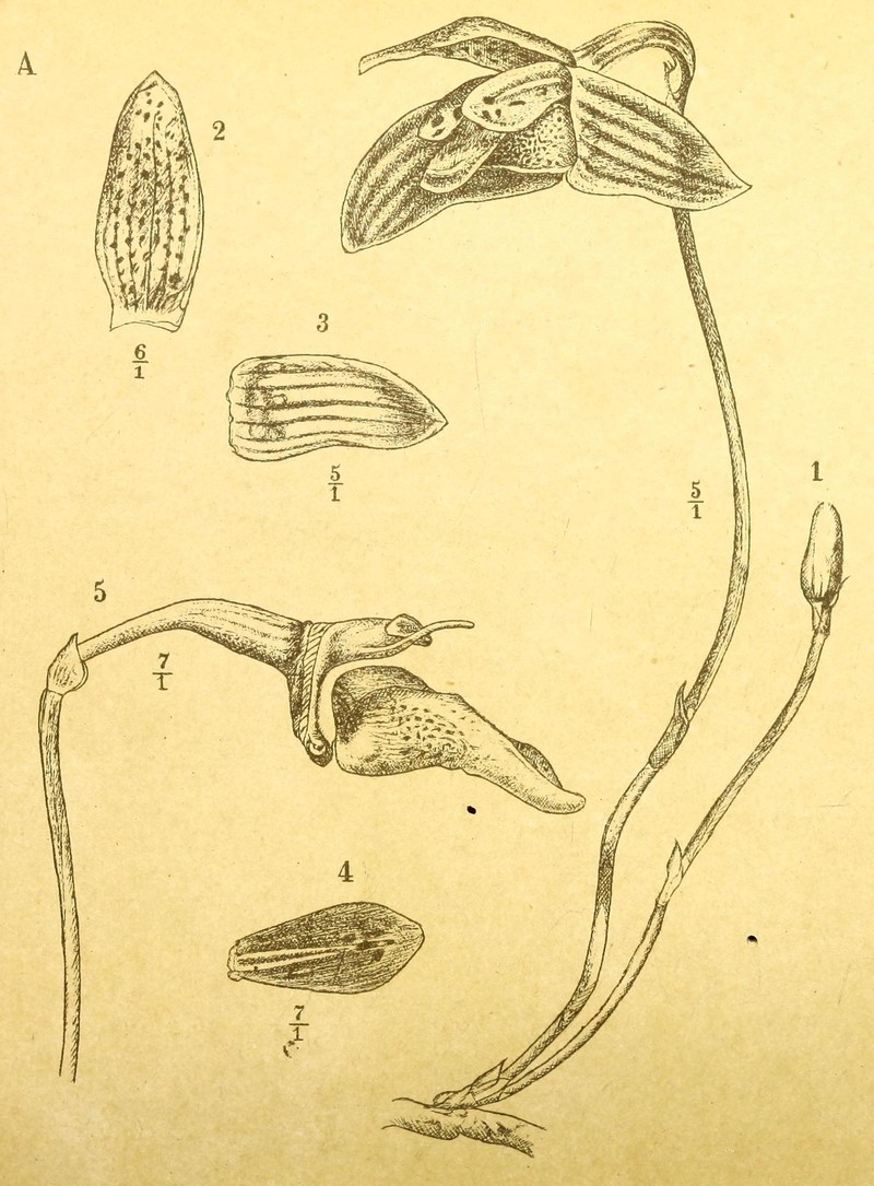 Bulbophyllum crassinervium