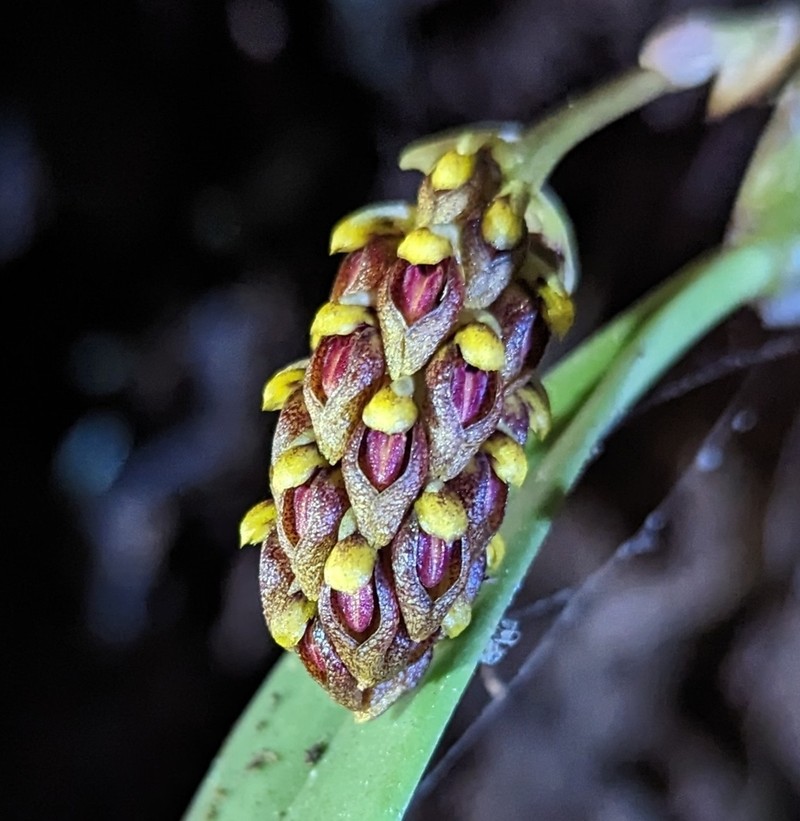 Bulbophyllum crassipes photo 2