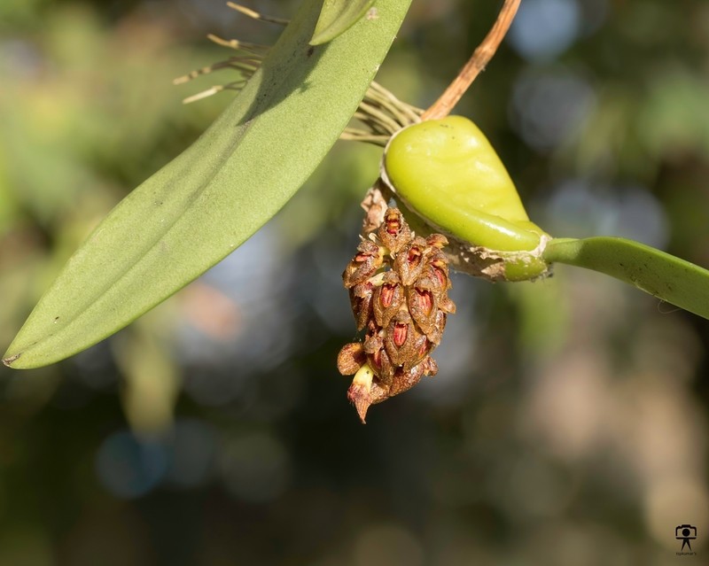 Bulbophyllum crassipes photo 3