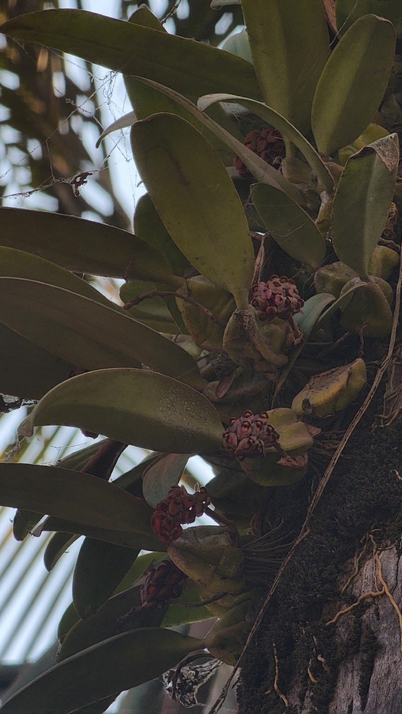 Bulbophyllum crassipes photo 4