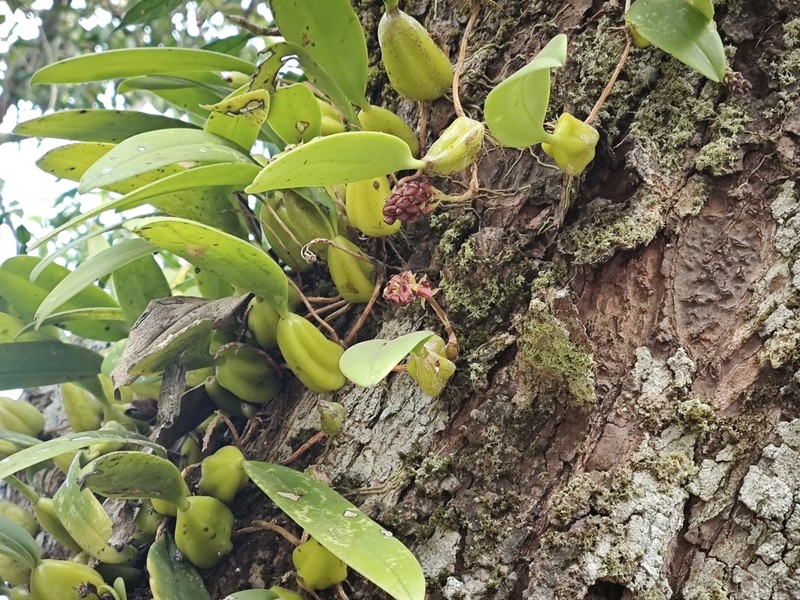 Bulbophyllum crassipes photo 5