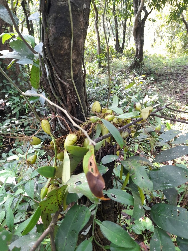 Bulbophyllum crassipes photo 6