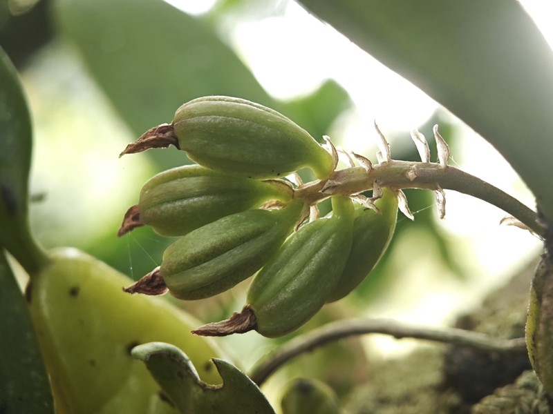 Bulbophyllum crassipes photo 7