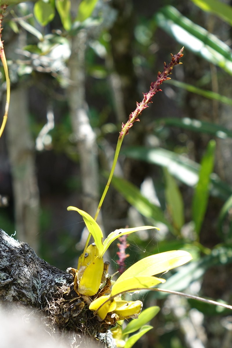 Bulbophyllum crassipetalum