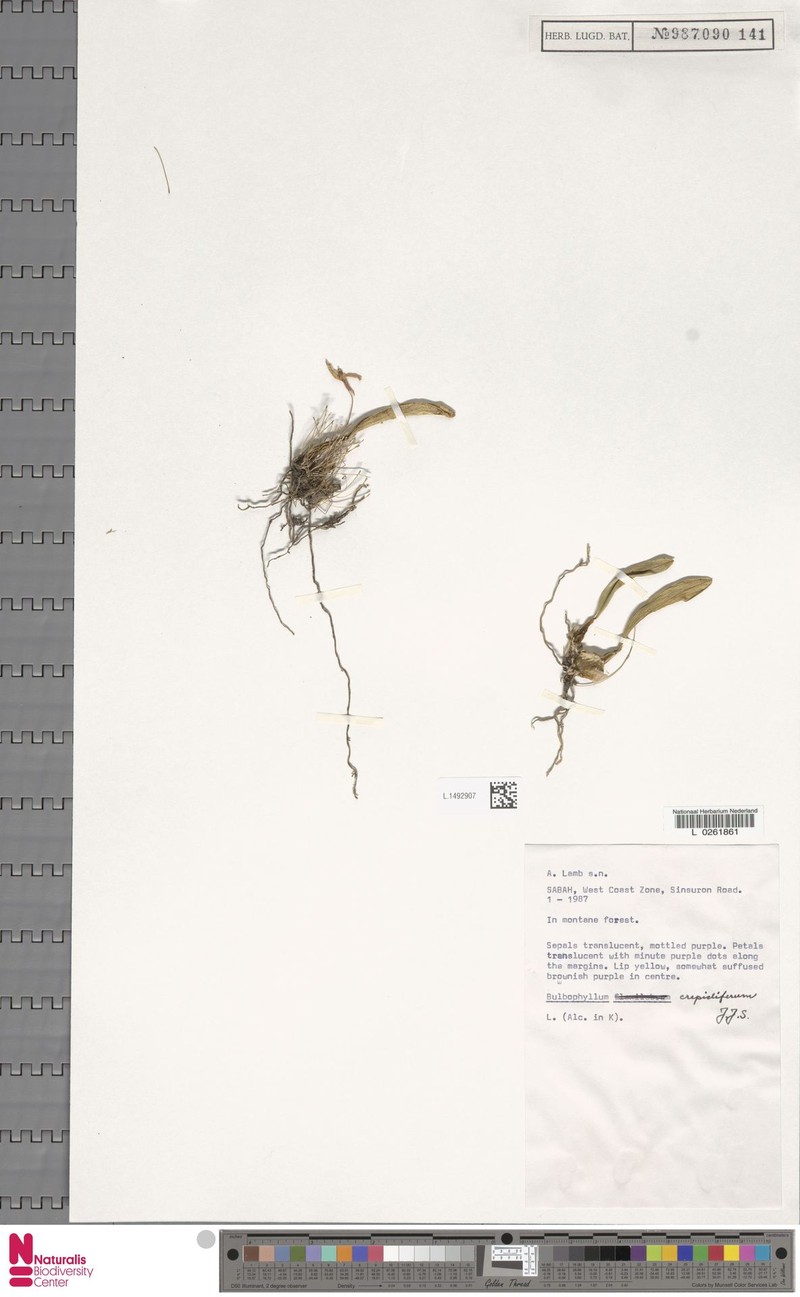 Bulbophyllum crepidiferum