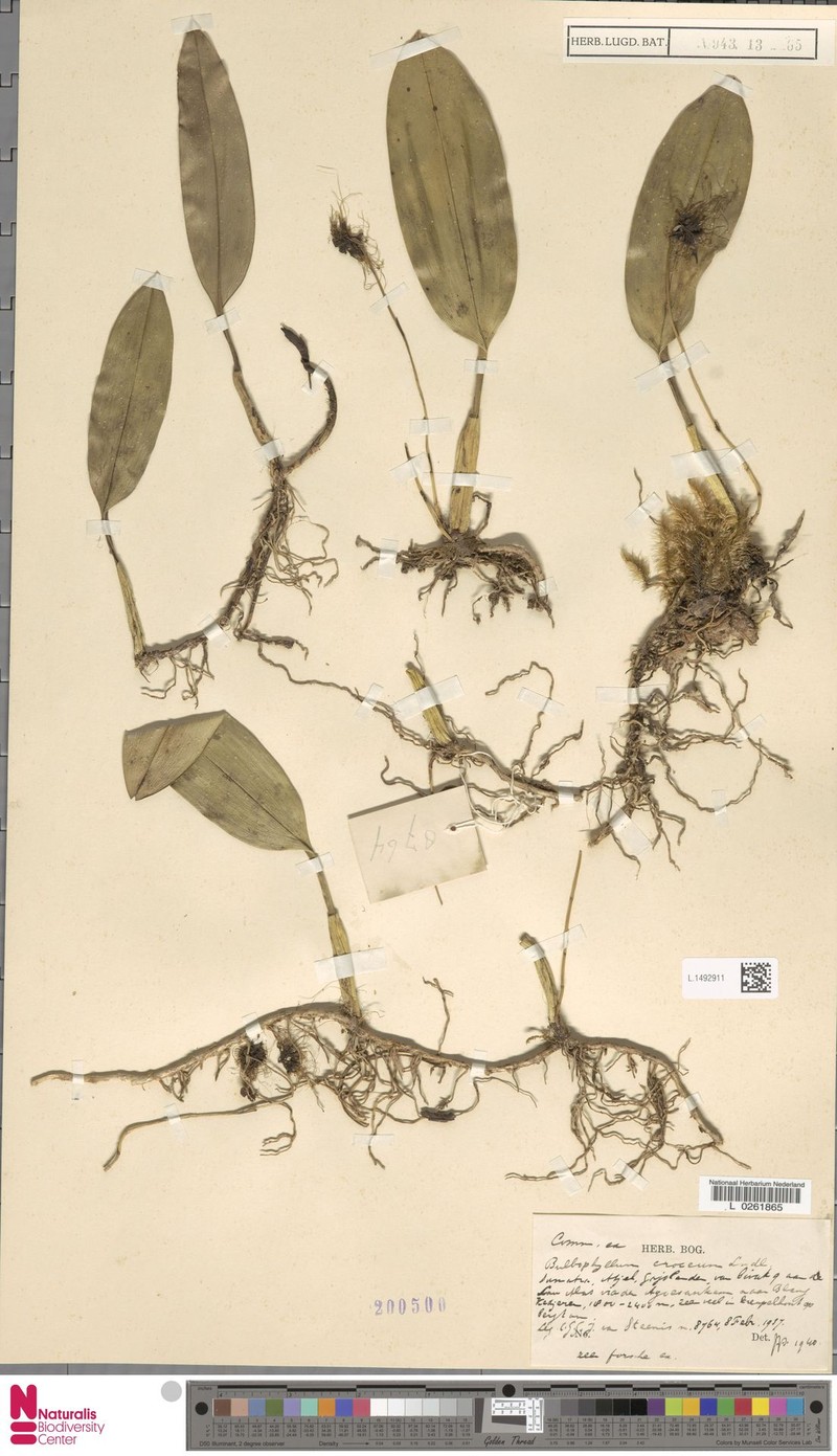 Bulbophyllum croceum