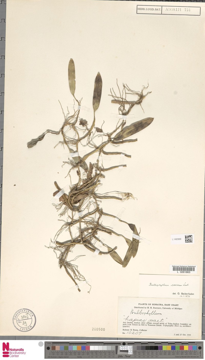 Bulbophyllum croceum photo 2