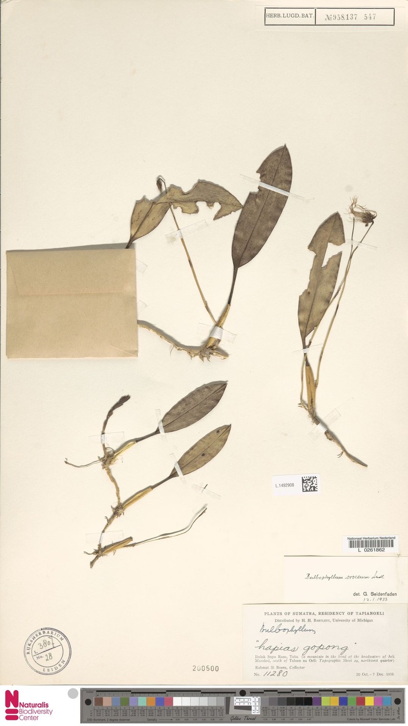 Bulbophyllum croceum photo 3