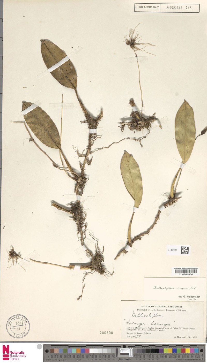 Bulbophyllum croceum photo 4