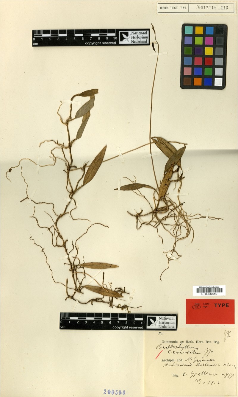 Bulbophyllum crocodilus