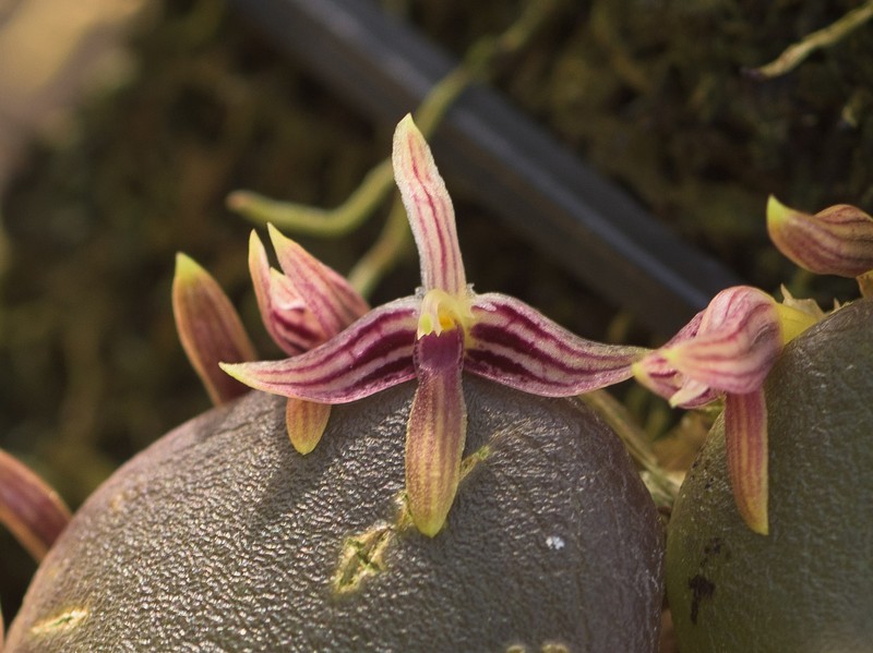 Bulbophyllum cruciatum