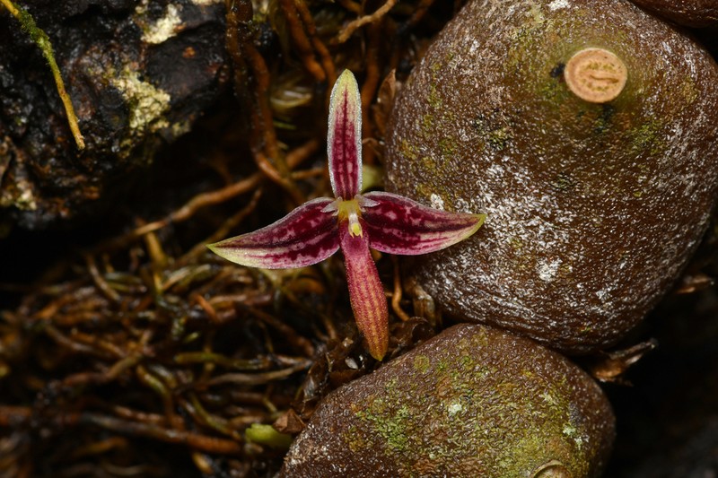 Bulbophyllum cruciatum photo 3