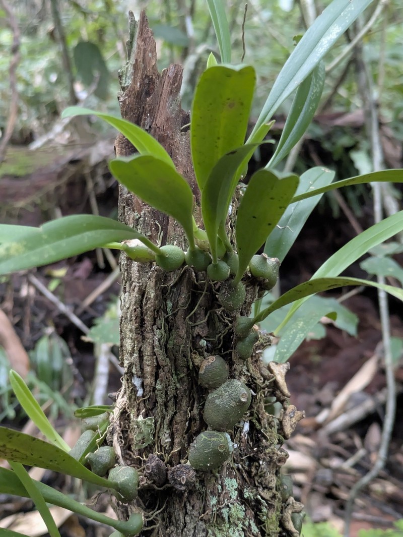 Bulbophyllum cruciatum photo 4