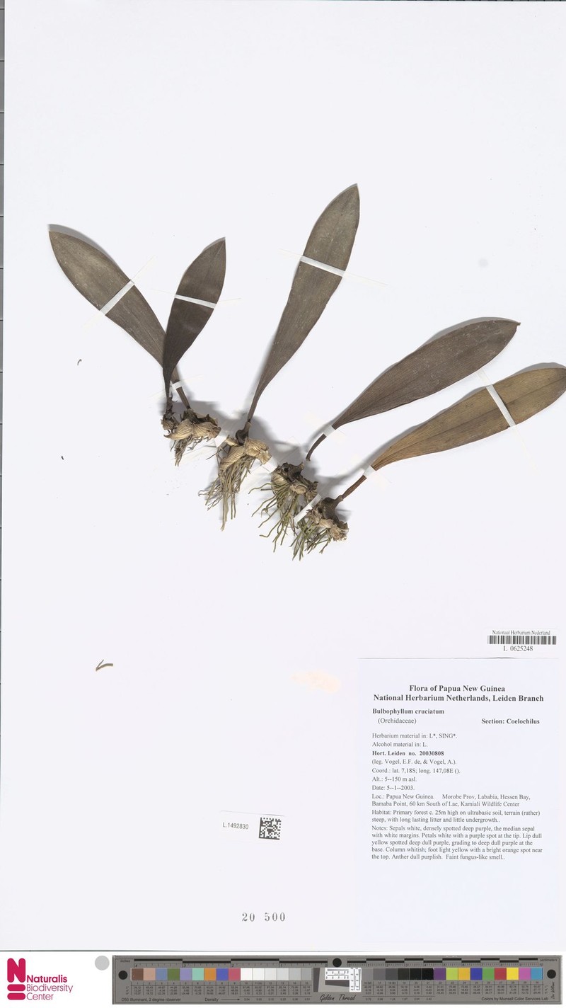 Bulbophyllum cruciatum photo 5