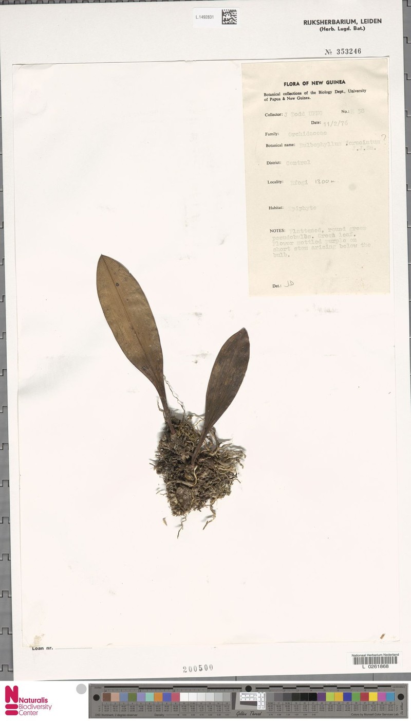 Bulbophyllum cruciatum photo 6