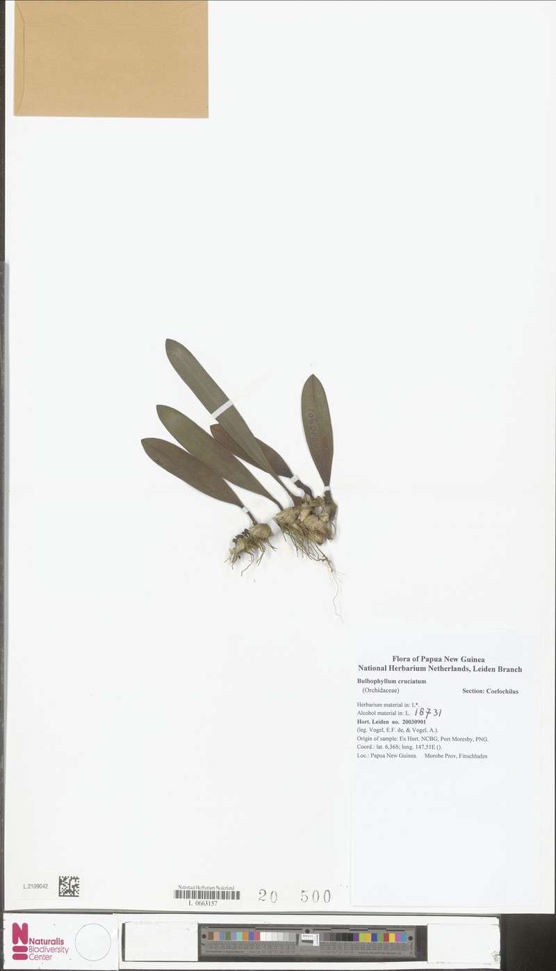 Bulbophyllum cruciatum photo 7