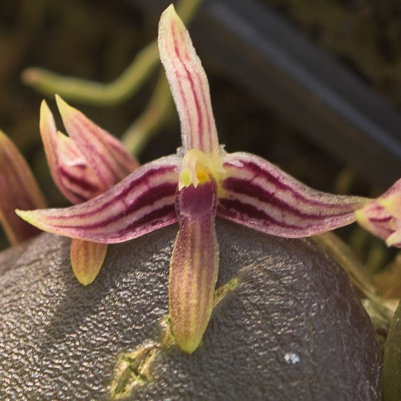 Bulbophyllum cruciatum photo 8