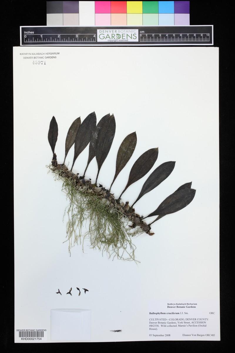 Bulbophyllum cruciferum
