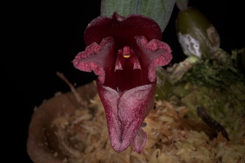 Bulbophyllum cruentum