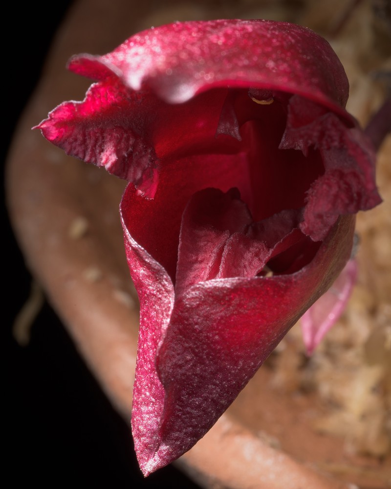 Bulbophyllum cruentum photo 3