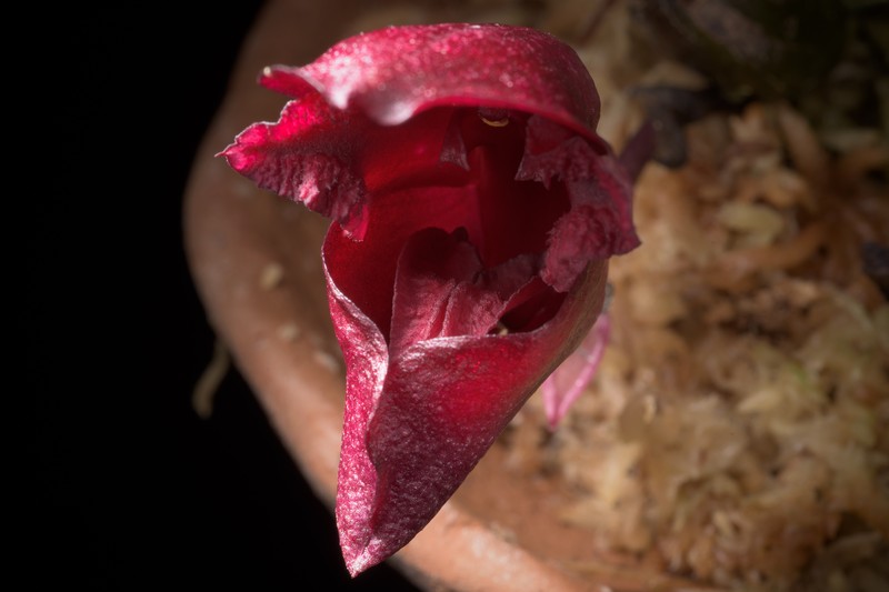 Bulbophyllum cruentum photo 4