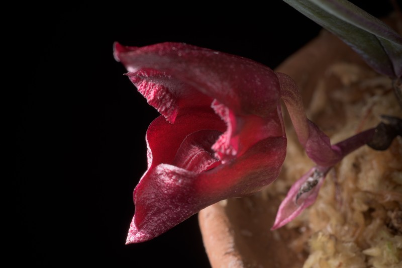 Bulbophyllum cruentum photo 5