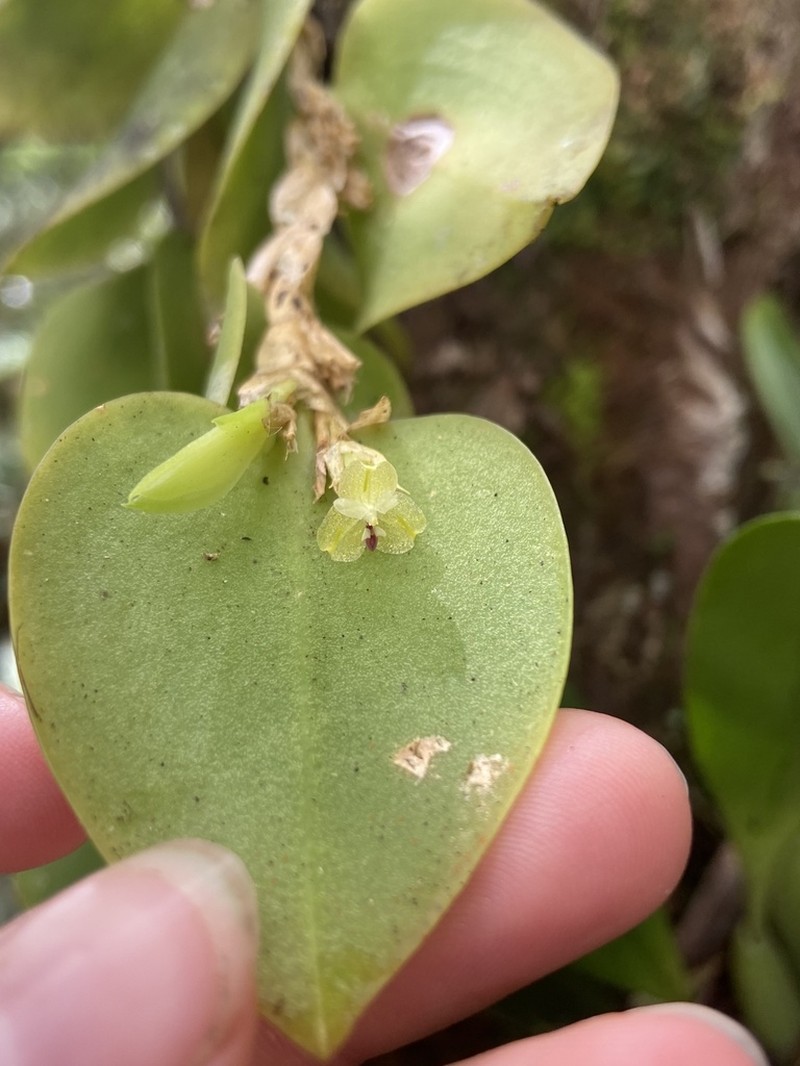 Bulbophyllum cruttwellii