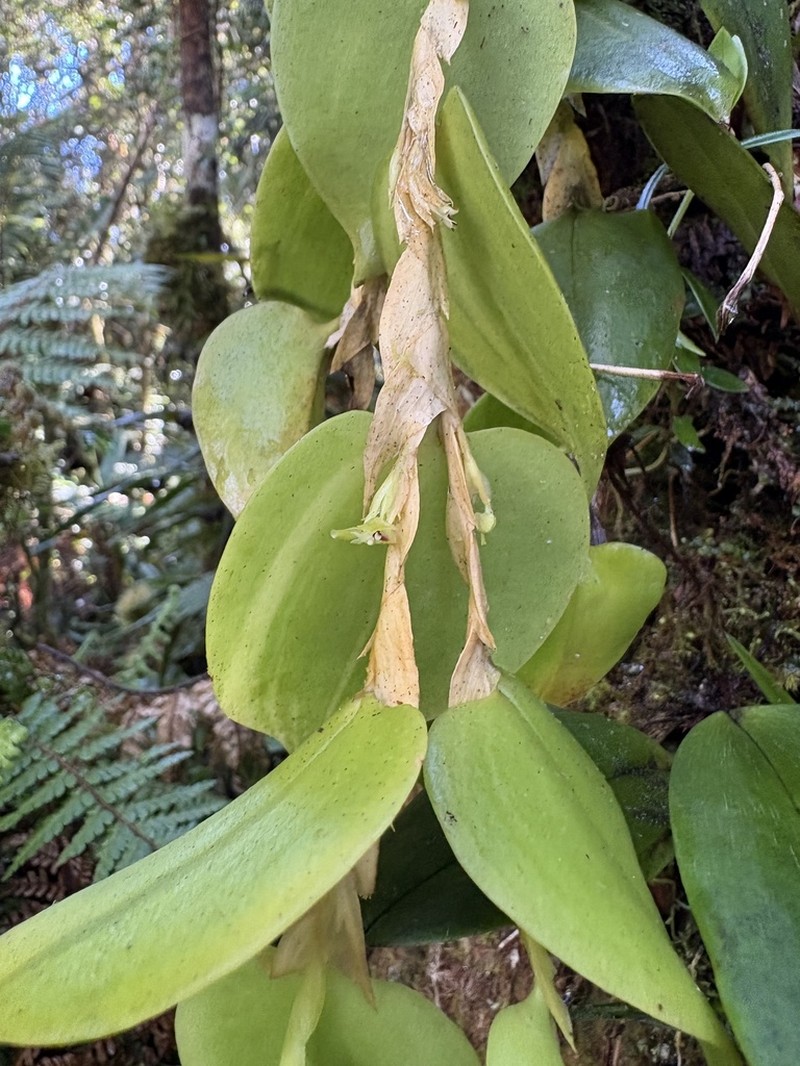 Bulbophyllum cruttwellii photo 2