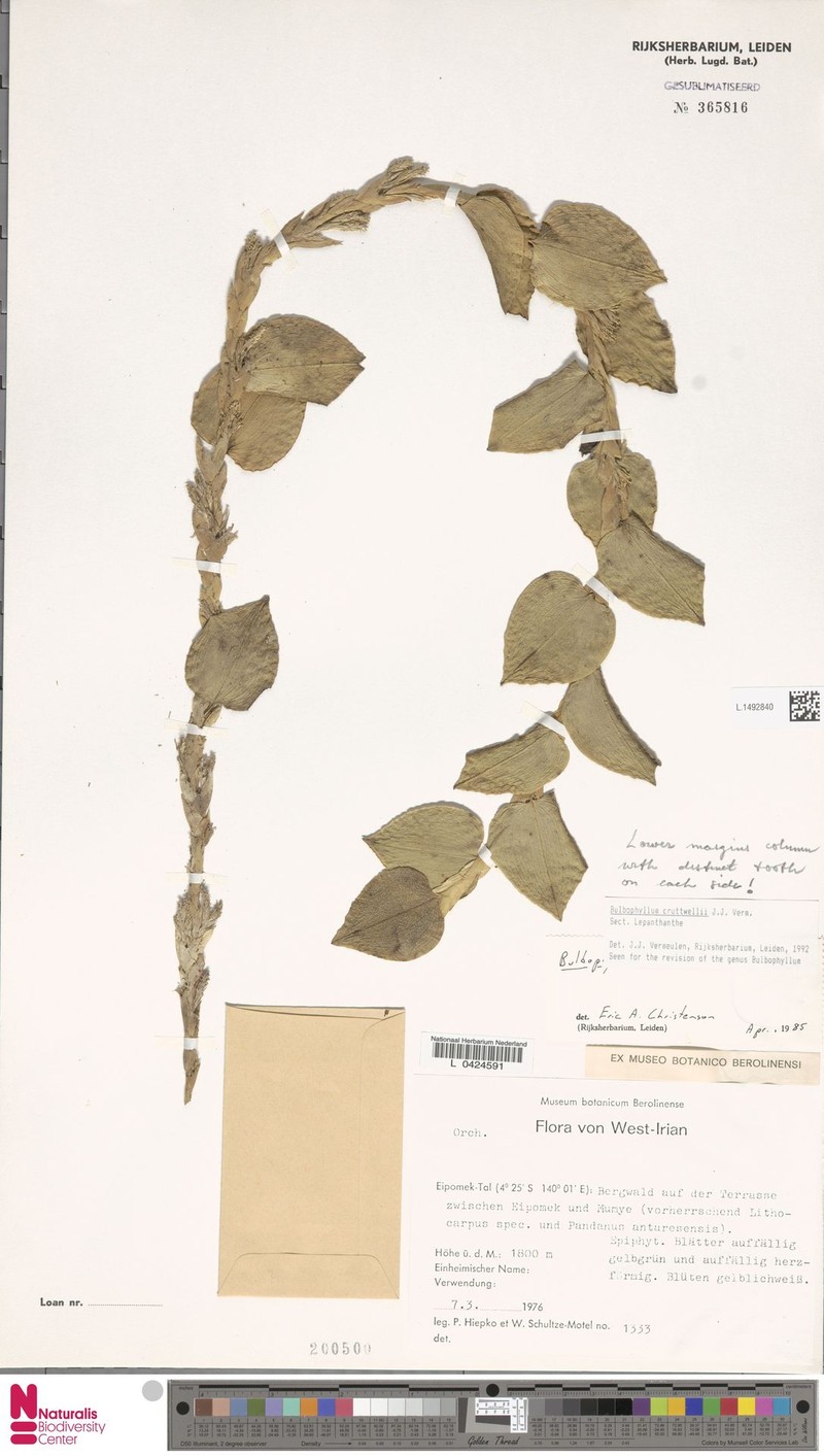 Bulbophyllum cruttwellii photo 5