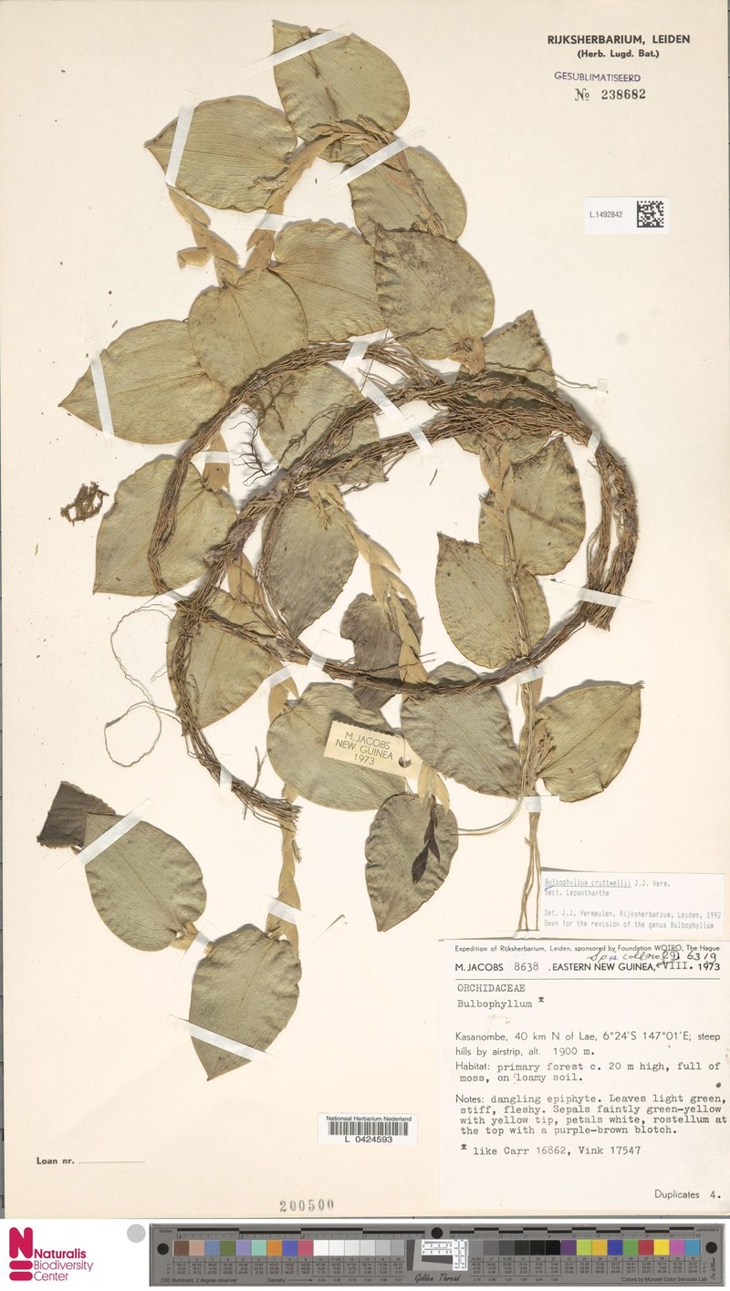 Bulbophyllum cruttwellii photo 6