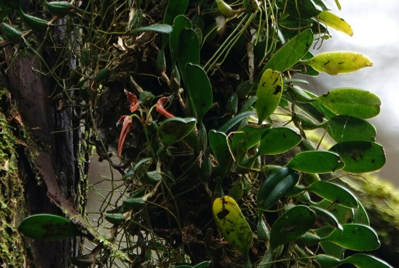 Bulbophyllum cryptomeriicola