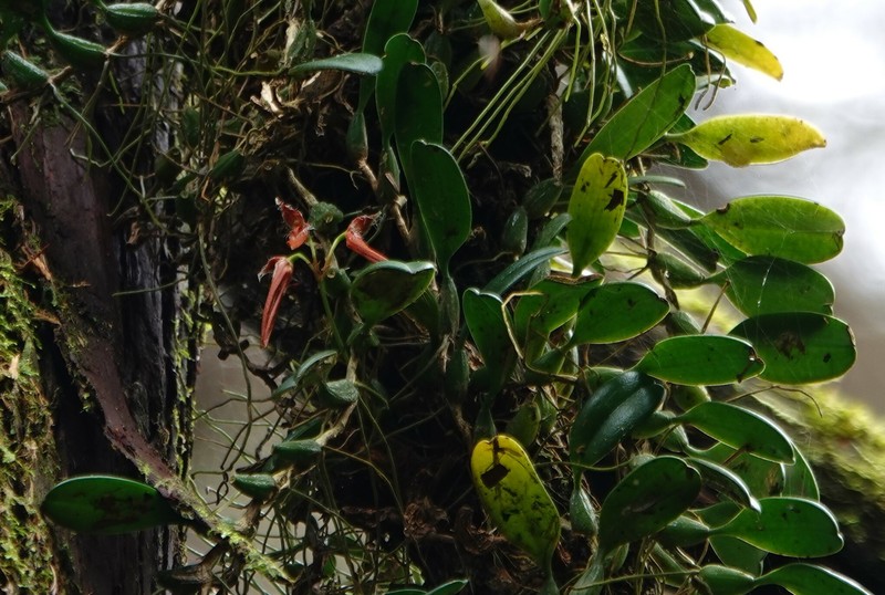 Bulbophyllum cryptomeriicola photo 2