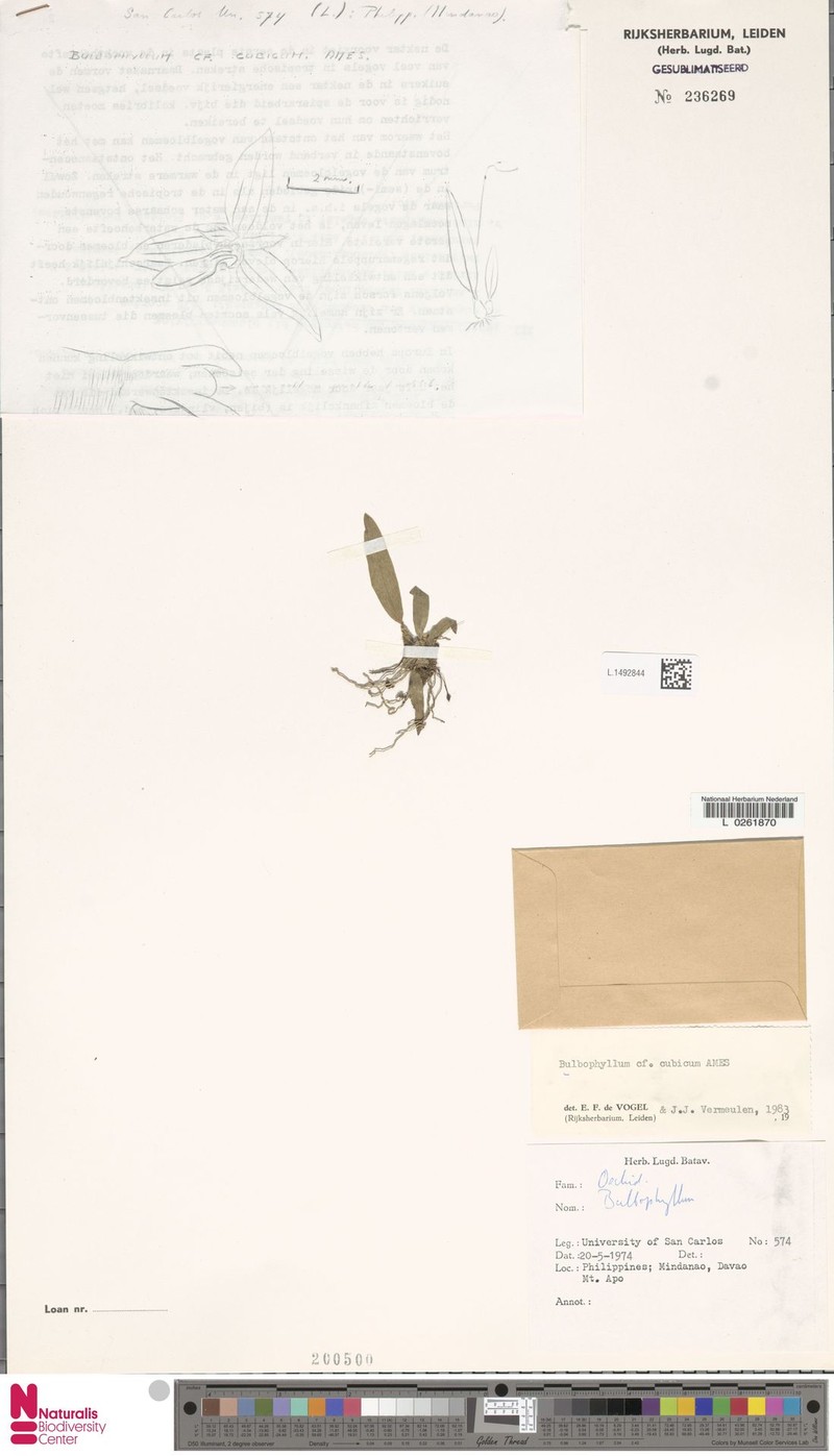 Bulbophyllum cubicum