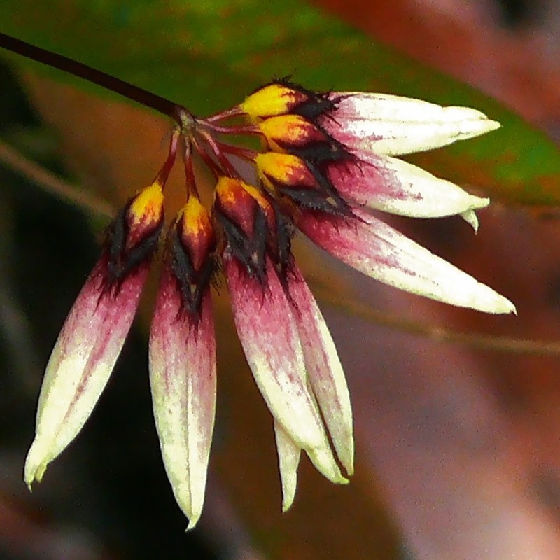 Bulbophyllum cumingii