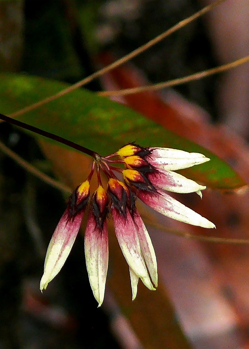Bulbophyllum cumingii photo 2