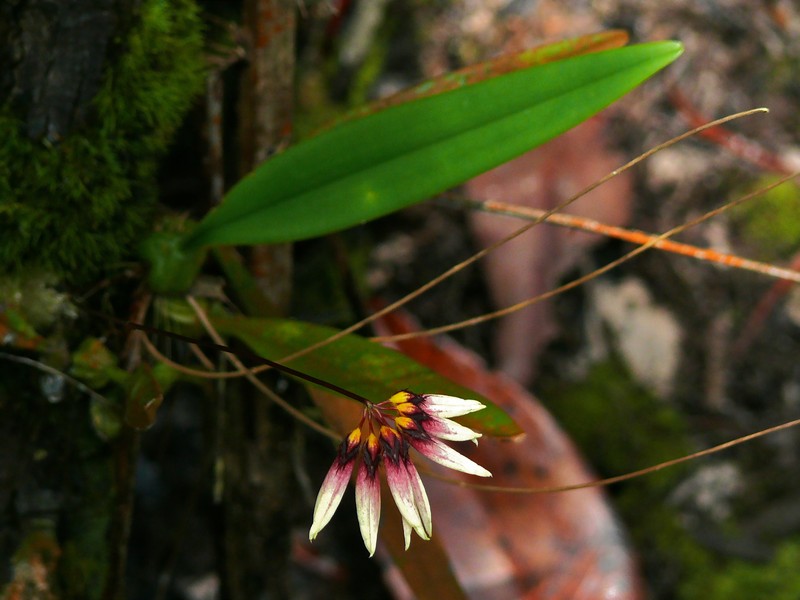 Bulbophyllum cumingii photo 3