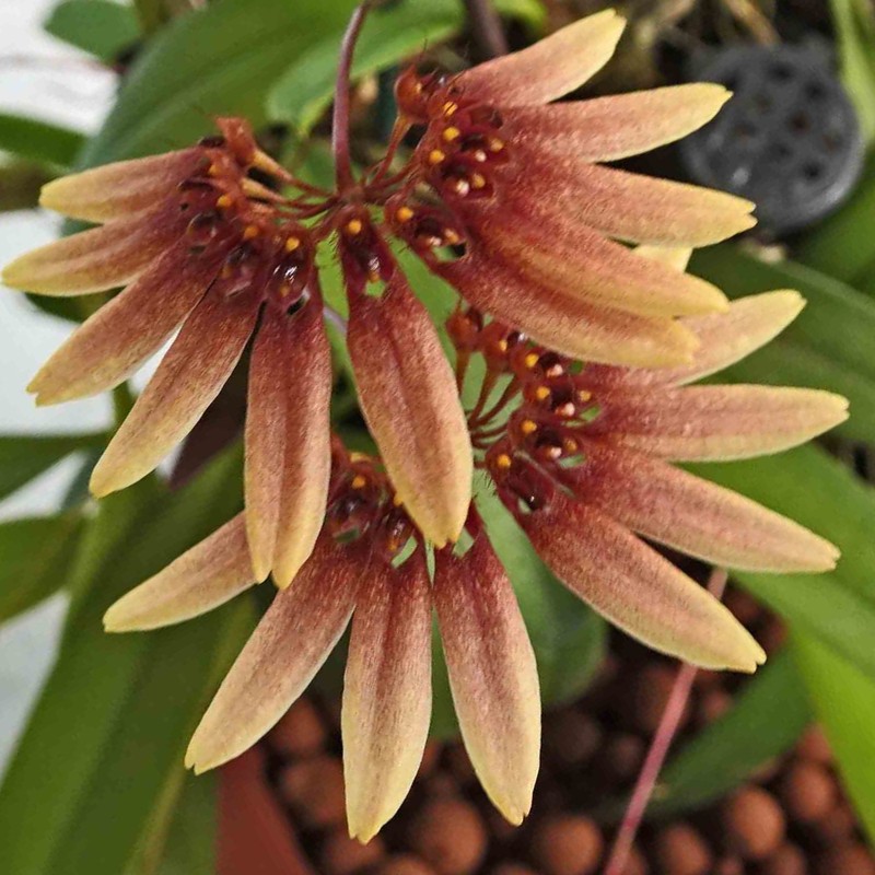 Bulbophyllum cumingii photo 4