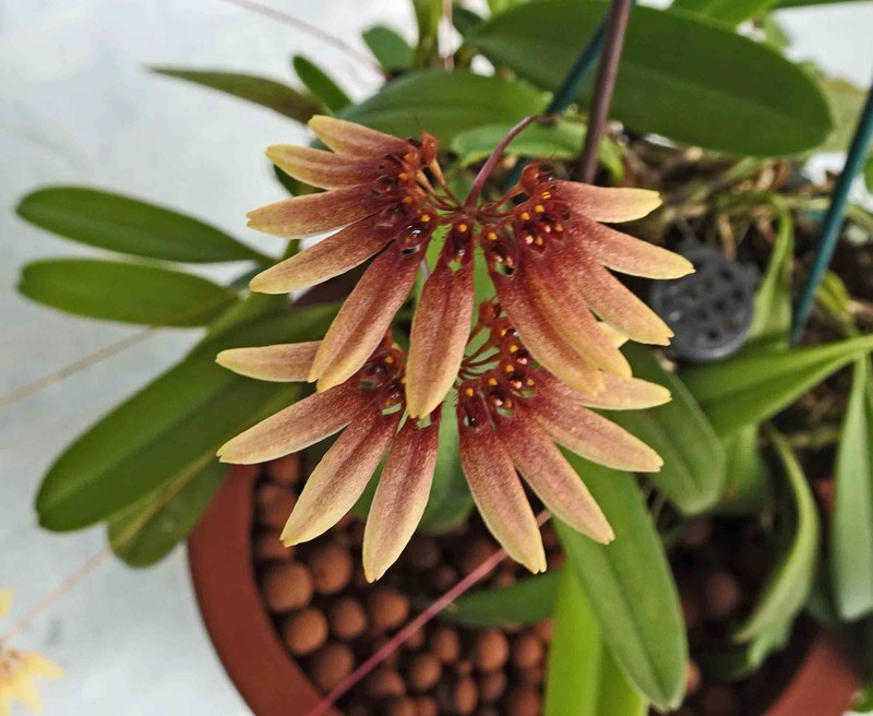Bulbophyllum cumingii photo 5