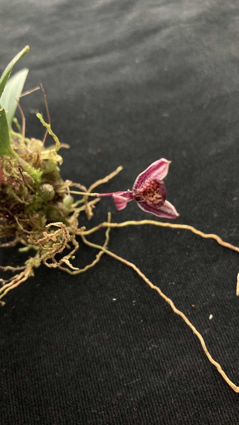 Bulbophyllum cuniculiforme