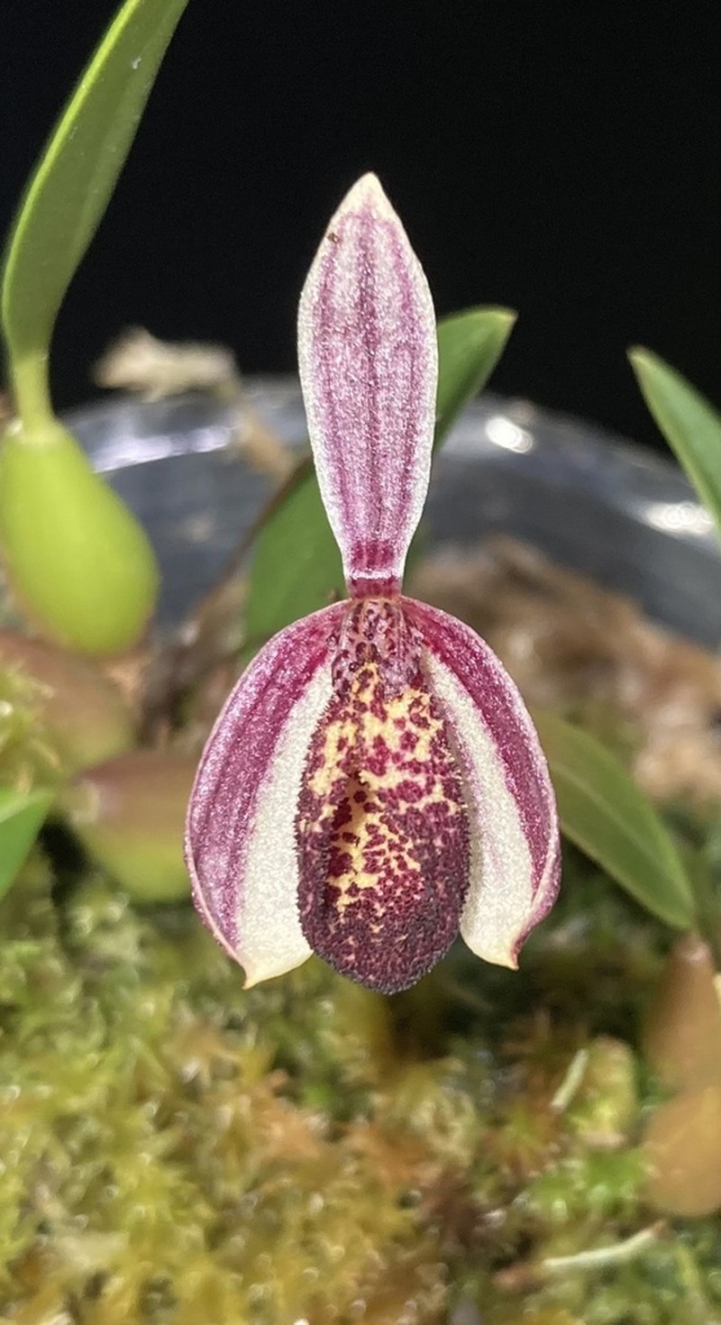 Bulbophyllum cuniculiforme photo 2