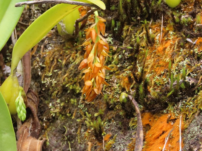 Bulbophyllum cupreum photo 2
